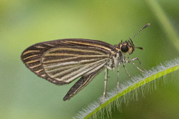 Apaustus gracilis-5768 -  - Salento - 16/06/24