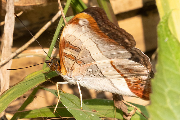 Limenitis dudu secius -1101 - Chiang Dao - 17/03/24
