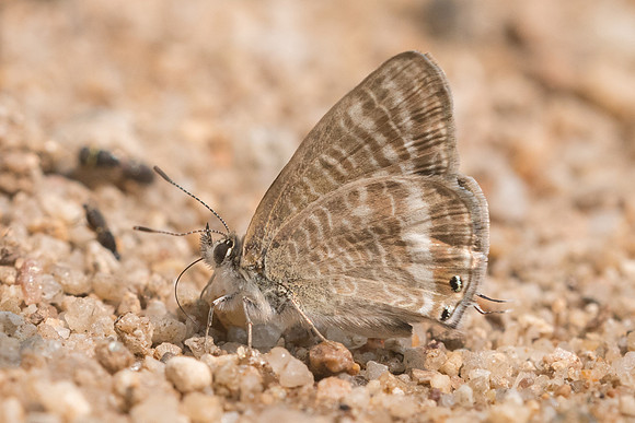 Lampides boeticus-1416- Chiang Dao  - 11/03/23