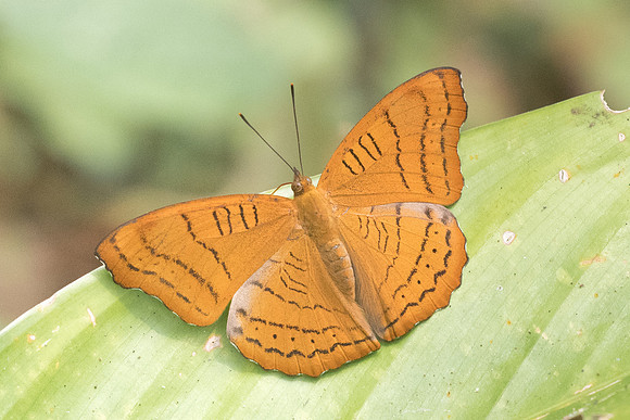 Pseudergolis wedah-4647- Chiang dao - 12/03/23