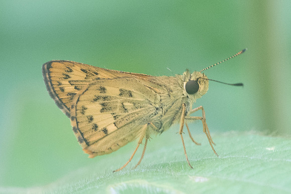 Potanthus trachala-3829 - Krabi - 22/11/23
