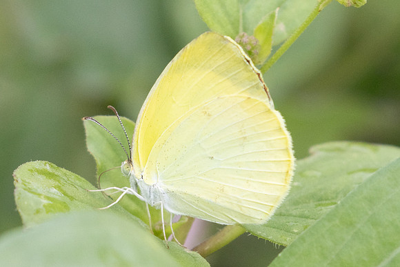 Pyrisitia venusta-9439 - Cartagena - 4/06/24