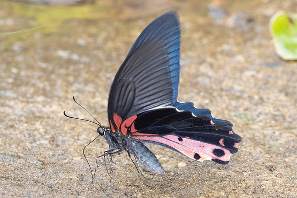Papilio alcmenor-3599