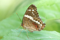 Anartia fatima-0853