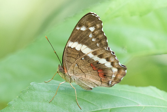 Anartia fatima-0853