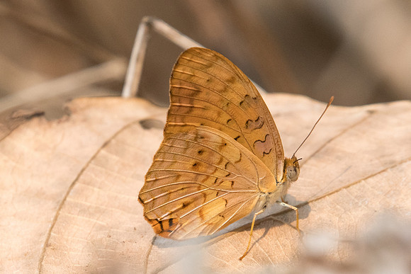 Phalanta phalantha phalantha-2578- Doi-Suthep - 8/03/23