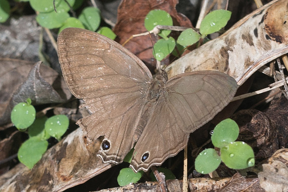 Cissia similis-1229