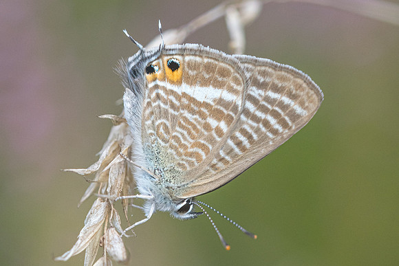 Lampides boeticus-7592 - Fontainebleau - 27/08/22