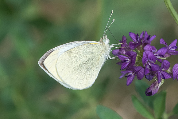 Pieris rapae-7126 - malaga - 5/03/22