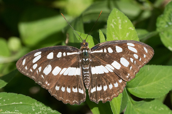 Athyma perius perius-2684 - Chiang Rai - 18/11/23