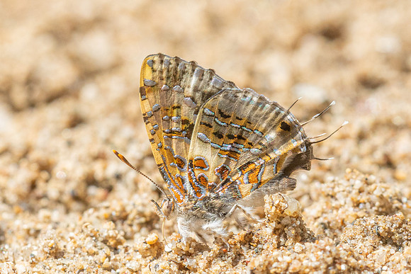 Catapaecilma major-4558 - Chiang Dao - 22/03/24