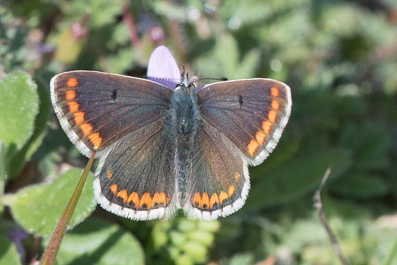 Aricia cramera-8491 - Ronda - 10/03/22