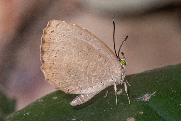 Miletus chinensis learchus-5901 - Doi Suthep - 25/03/24