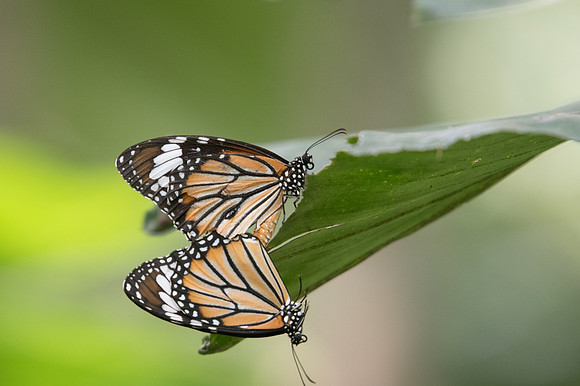 Danaus genutia genutia -9167 Bangkok - 22/03/23