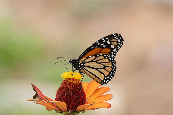 Danaus plexippus-4534 - Chicamocha - 10/06/24