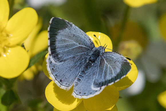 Celastrina argiolus ♀-2166 - Lac Kerkini  - 19/04/22