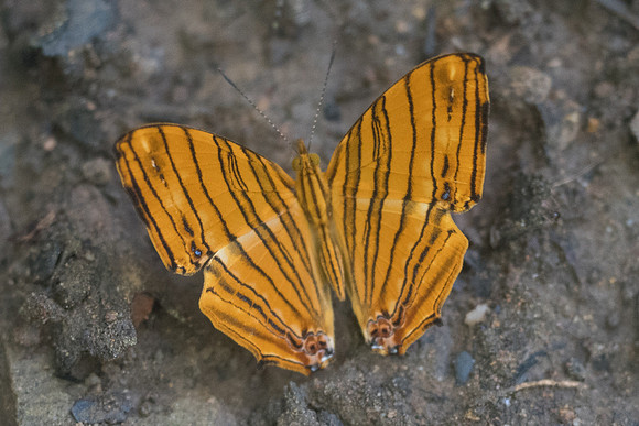 Chersonesia risa risa-8656 - Chiang Dao - 14/11/23