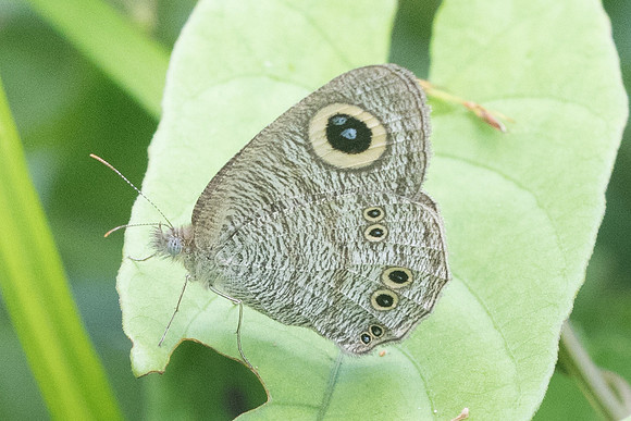 Ypthima nebulosa-8739 - Koh Samui - 16/03/23