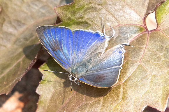 Hypolycaena erylus teatus-3190 Doi-Suthep 8/03/23