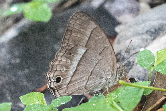 Cissia similis-1220