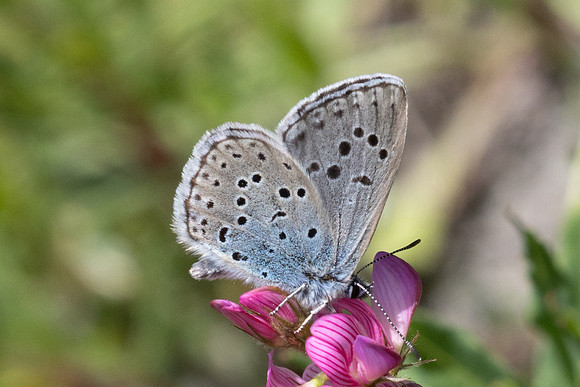 Maculinea arion-9851