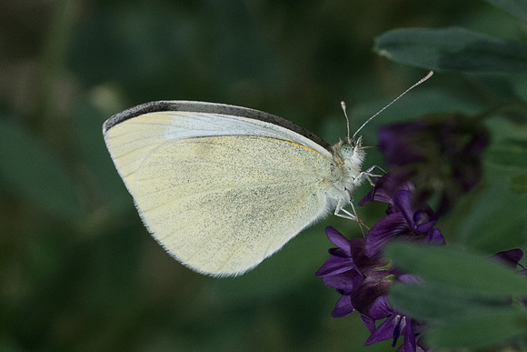 Pieris rapae-7140 - Malaga - 5/03/22