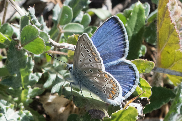 Polyommatus celina-7832 - Montejaque