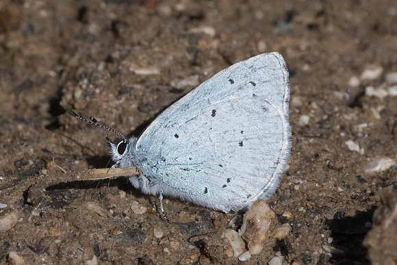 Celastrina argiolus-0869