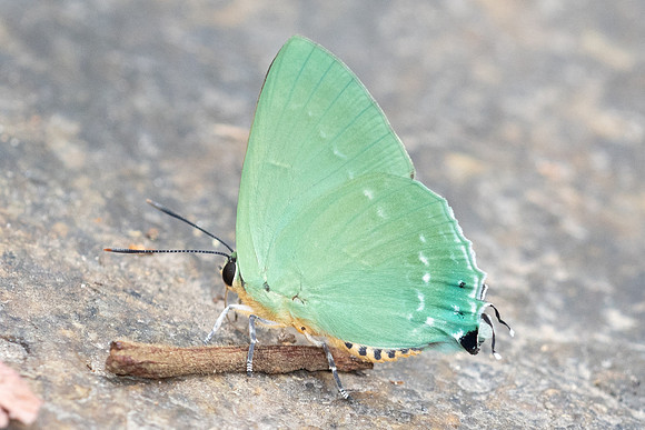 Artipe eryx-6212 - Doi-Suthep - 26/03/24