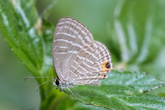 Jamides sp-8970 - Koh Samui - 16/03/23