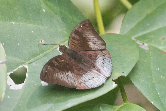 Euthalia monina-4396 - Krabi - 22/11/23