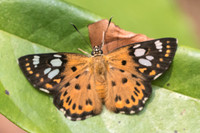 Coladenia indrani uposathra-6320 - Doi Suthep - 14/03/23
