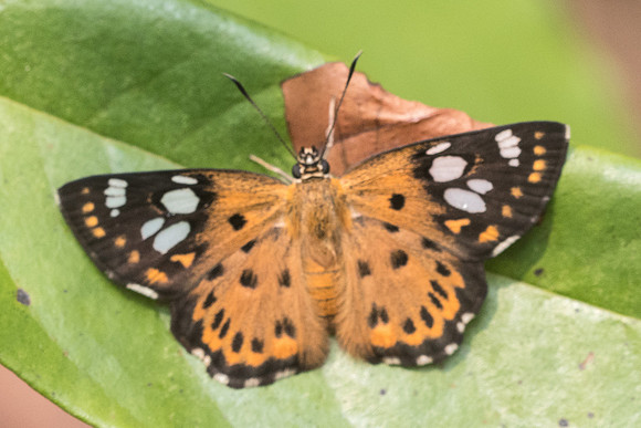 Coladenia indrani uposathra-6320 - Doi Suthep - 14/03/23