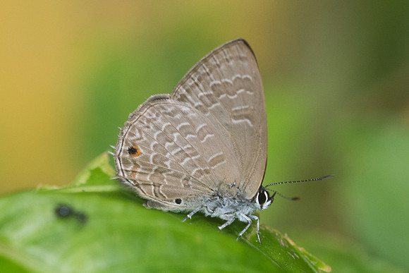 Anthene emolus-1778  - Chiang Dao - 16/11/23