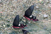 Byasa polyeuctes et dasarada-Chiang Dao - 16/11/23 - 0235