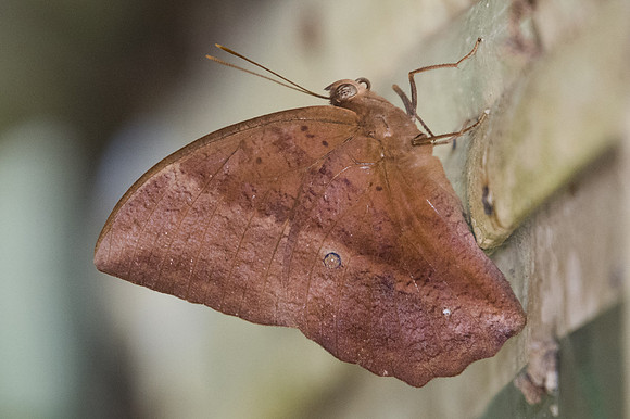 Discophora sondaica zal-2327 - Chiang Dao - 15/11/23