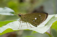 Scobura isota-2539