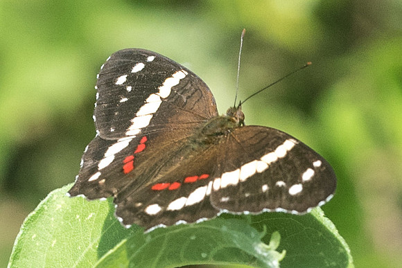 Anartia fatima-4051