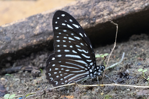 Graphium megarus-9516
