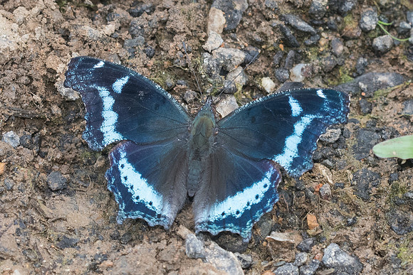 Kaniska canace-1547  - Chiang Dao - 16/11/23