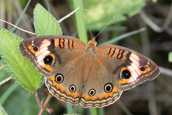 Junonia zonalis-8651