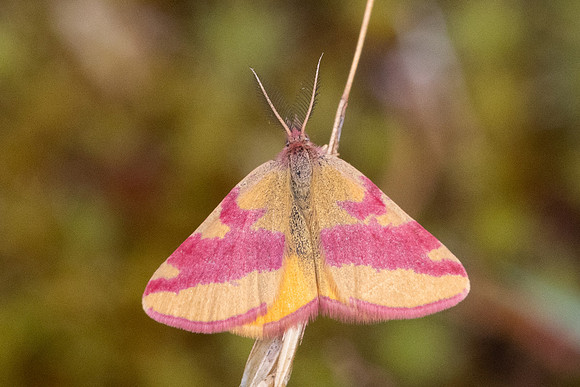 Lythria cruentaria-8787- Fontainebleau - 4/08/24