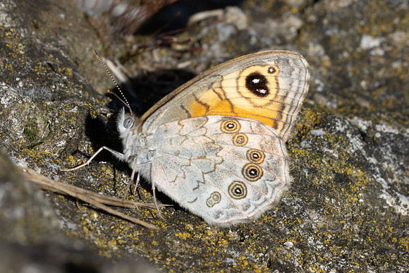Lasiommata maera - 8969 - Roissy en Brie - 10/08/24