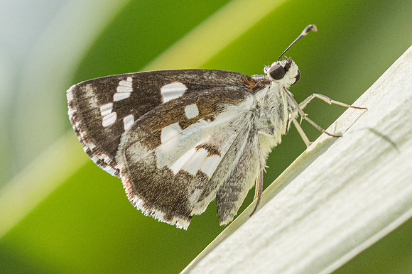 Udaspes folus-4483 - Bangkok - 2/12/23