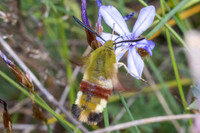 Hemaris fuciformis-8549