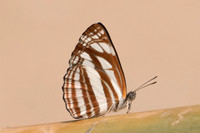 Neptis soma -1815- Chiang Dao  - 11/03/23