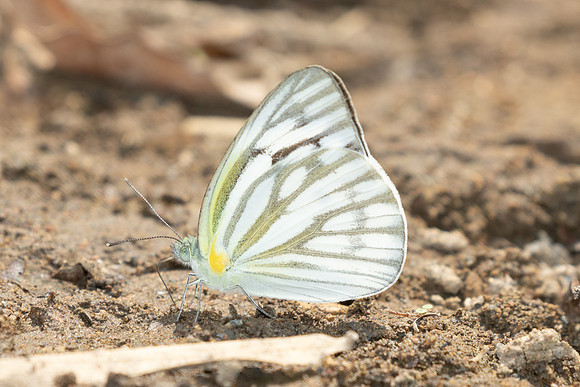 Cepora nerissa dapha-2660 - Chiang Dao - 20/03/25