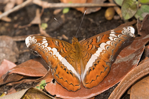 Lebadea martha-7201 - Doi-Suthep 10/03/23