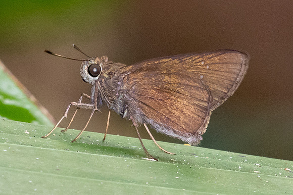Caltoris malaya id- -2903 - Chiang Dao - 19/03/24
