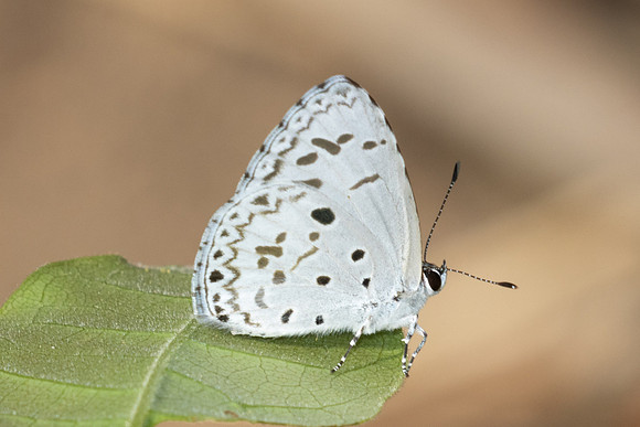 Acytolepis puspa-2646 - Chiang Dao - 20/03/25